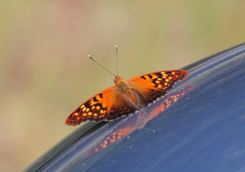 Tawny Emperor